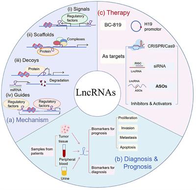 Long Non-coding RNAs in Cancer: Implications for Diagnosis, Prognosis, and Therapy